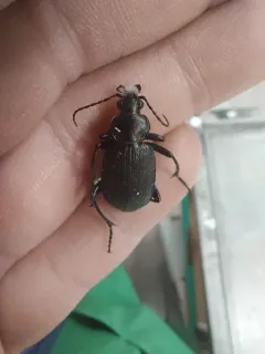 Black Caterpillar Hunter thumbnail 3