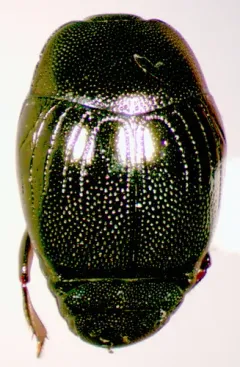 Geomysaprinus moniliatus thumbnail 2
