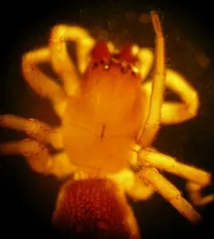 Clubiona lutescens thumbnail 3