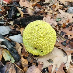 Osage-orange thumbnail 4