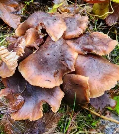 Armillaria nabsnona thumbnail 2