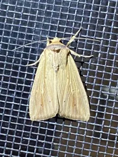 Adjutant Wainscot thumbnail 3
