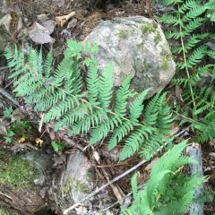 marginal wood fern thumbnail 5