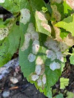Astrotischeria occidentalis thumbnail 2