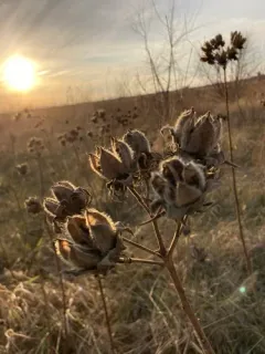 woolly rosemallow thumbnail 2