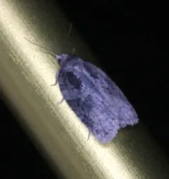 Small Aspen Leaftier Moth thumbnail 3