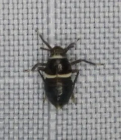 Pissonotus basalis thumbnail 2