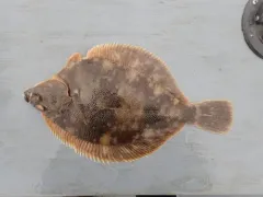 Northern Rock Sole thumbnail 1