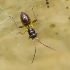 Pithanus maerkelii thumbnail 3