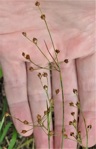 Southern Woodrush