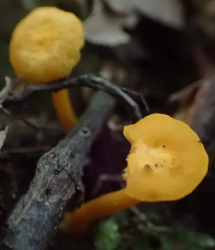 Small Chanterelle