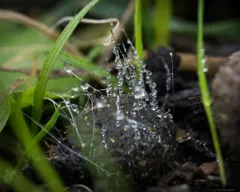 Phycomyces blakesleeanus thumbnail 2