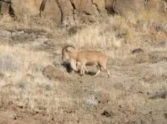 Aoudad thumbnail 2