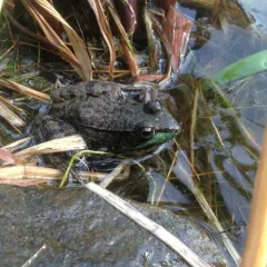 Green Frog thumbnail 2
