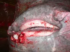 Greenland Shark thumbnail 3
