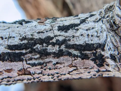Immotthia atrograna