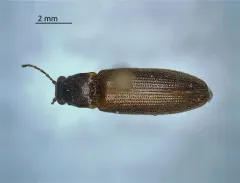 Prickly Click Beetle thumbnail 3