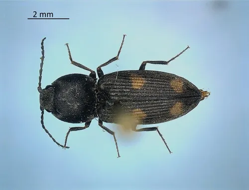Kindred Heart Click Beetle