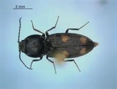 Kindred Heart Click Beetle thumbnail 1