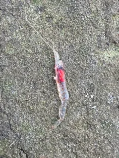 Midwater shrimp thumbnail 2