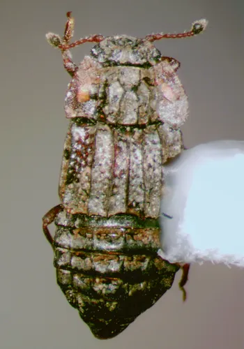 Large-collared Marsh Rove Beetle