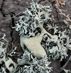 Tumbleweed Shield Lichen thumbnail 3