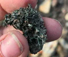 Desert Vagabond Lichen thumbnail 3