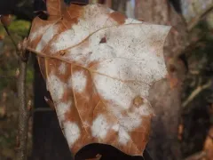 Phyllactinia angulata thumbnail 2