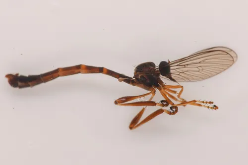 Leptogaster arida