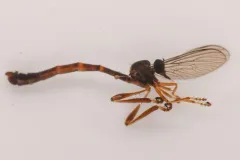 Leptogaster arida thumbnail 1