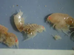 Tmetonyx cicada thumbnail 2