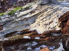 Vesiculomyces citrinus thumbnail 1