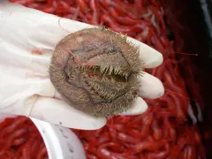Brisaster fragilis thumbnail 3