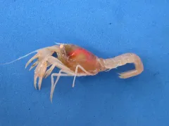 Calocaris templemani thumbnail 1
