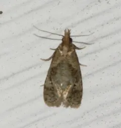 Modest Phtheochroa Moth thumbnail 2