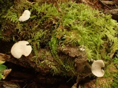 Entoloma albogriseum thumbnail 3
