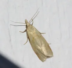 Phtheochroa fulviplicana thumbnail 3