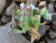 Arctic Chickweed thumbnail 4