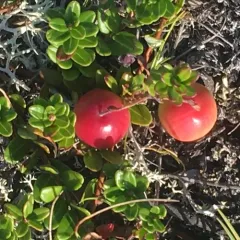 American Cranberry thumbnail 3