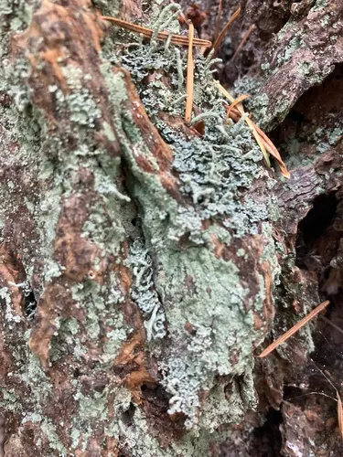 Finger Cup Lichen