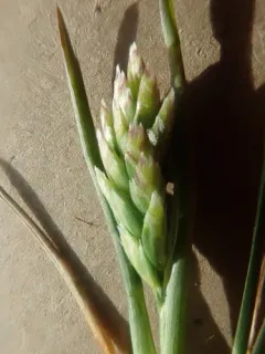 Ice Grass thumbnail 3