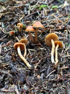 blunt webcap thumbnail 2
