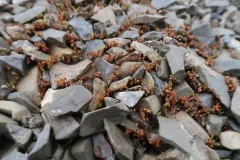 Pale Thread-moss thumbnail 2