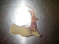 Heliometra glacialis thumbnail 2