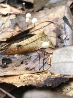 Oak-leaf Pinwheel thumbnail 1