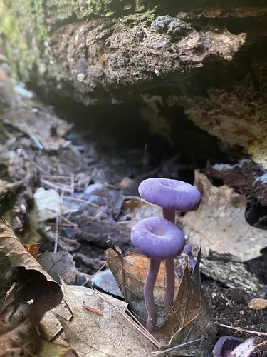 Laccaria calospora