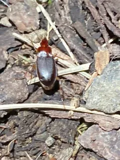 Red-collared Harp Ground Beetle thumbnail 3