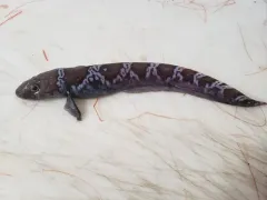 Esmark's Eelpout thumbnail 4