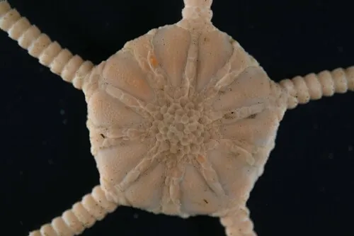 Lyman's Deep-sea Brittle Star