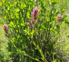 siskiyou paintbrush thumbnail 3